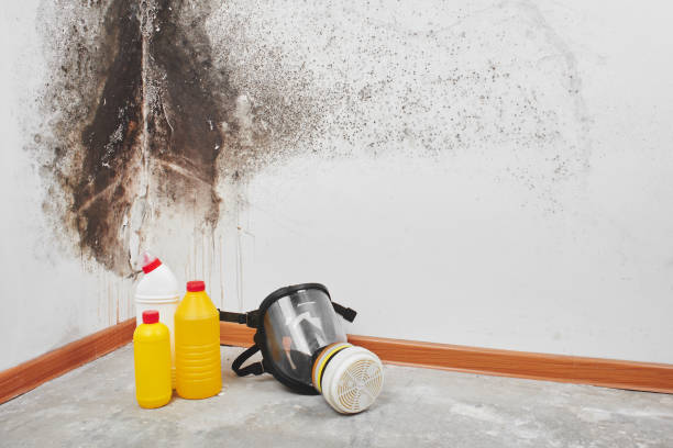 Best Professional Mold Removal  in Westphalia, MD