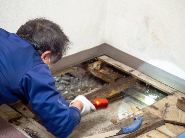 Best Crawl Space Mold Removal  in Westphalia, MD