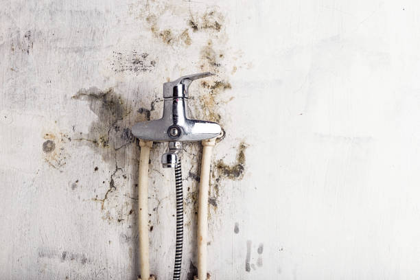 Best Certified Mold Removal  in Westphalia, MD