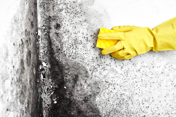 Best Mold Cleaning Services  in Westphalia, MD