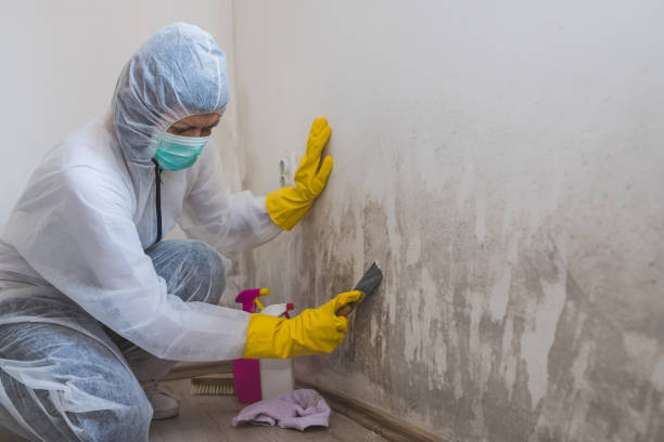 Best Commercial Mold Removal  in Westphalia, MD