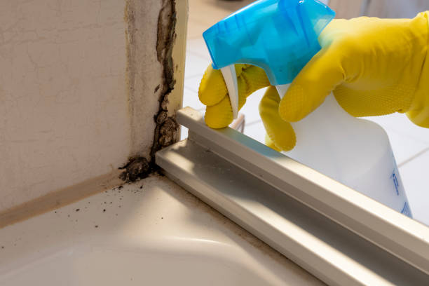 Best Affordable Mold Removal  in Westphalia, MD