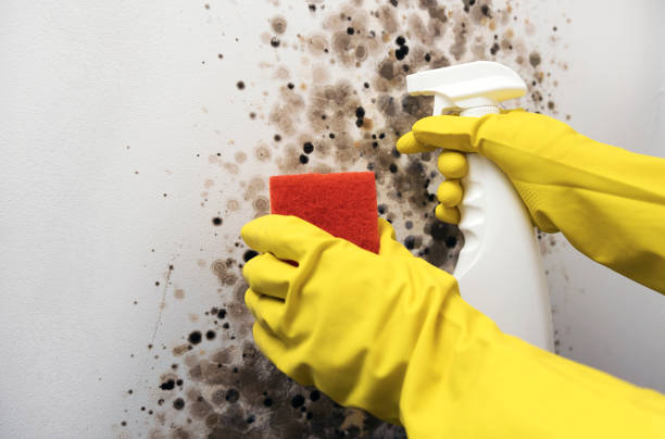Best Commercial Mold Removal  in Westphalia, MD