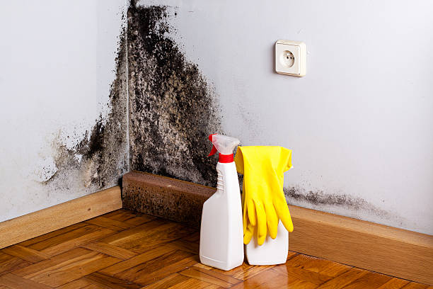 Best Mold Remediation  in Westphalia, MD