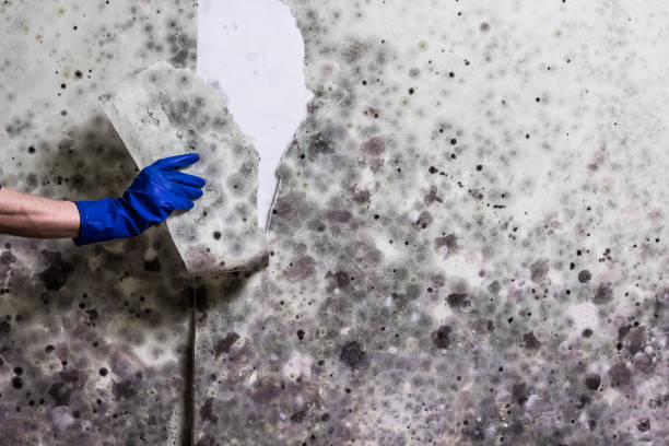 Best Attic Mold Removal  in Westphalia, MD
