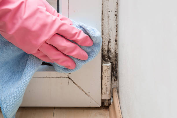 Best Fast Mold Removal  in Westphalia, MD